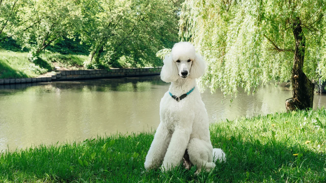 Photo de Caniche