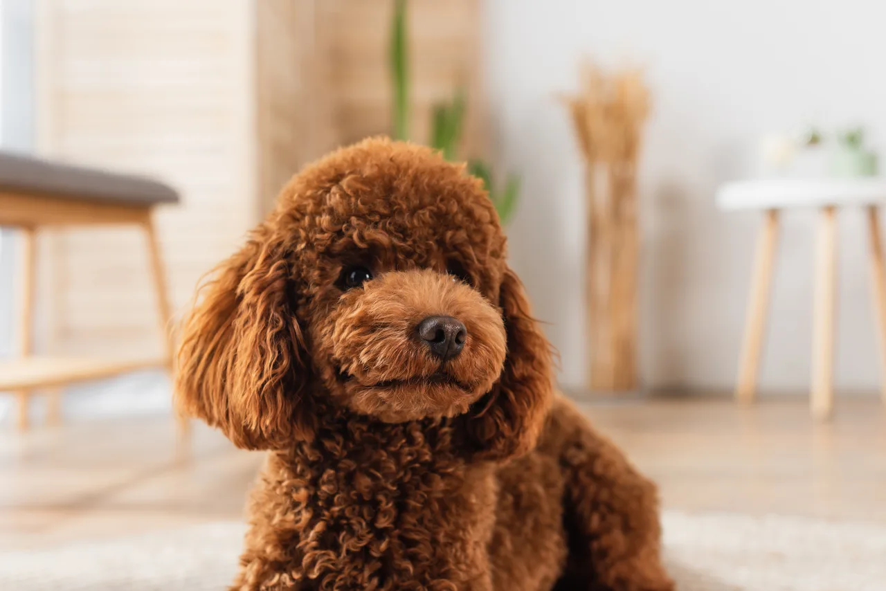 Photo de Caniche