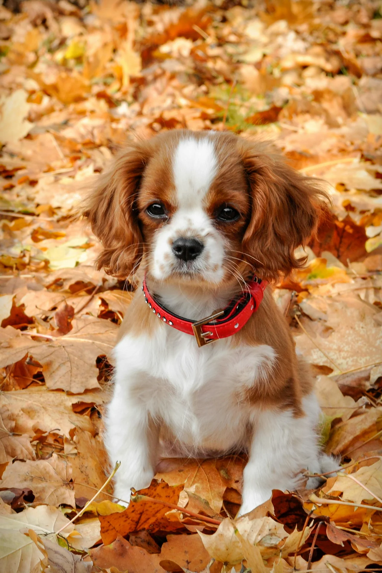 Photo de Cavalier King Charles Spaniel
