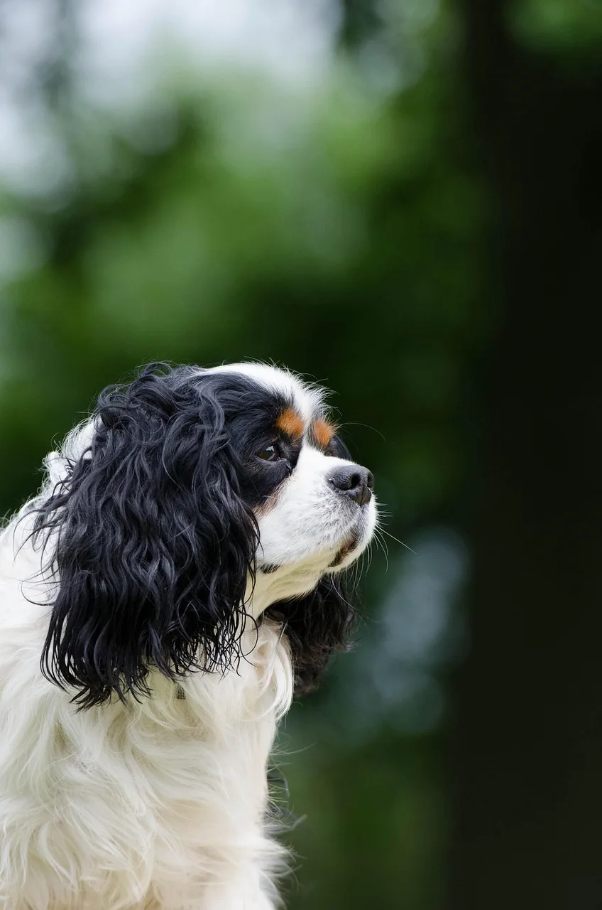 Photo de Cavalier King Charles Spaniel