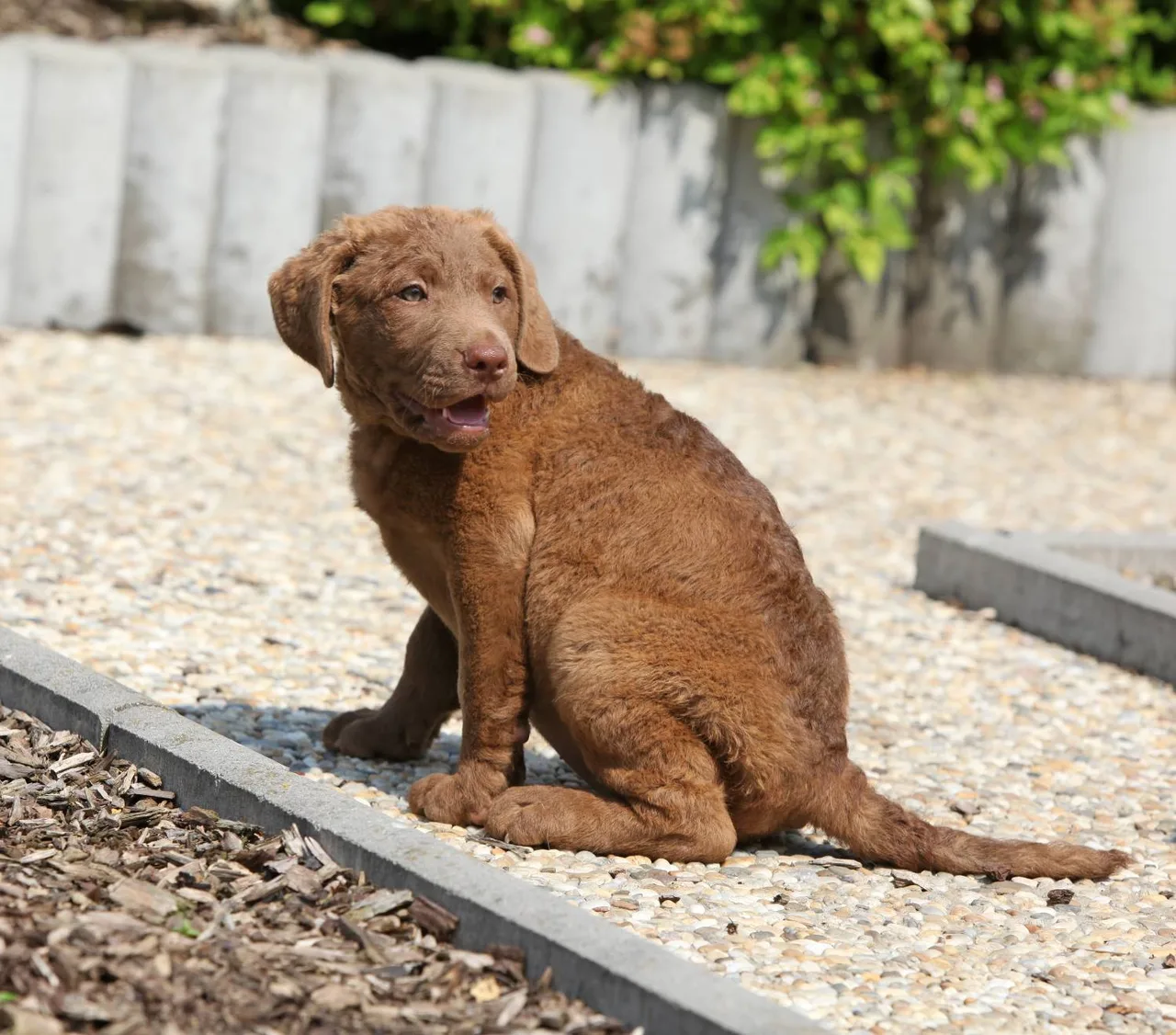 Photo de Chesapeake Bay Retriever