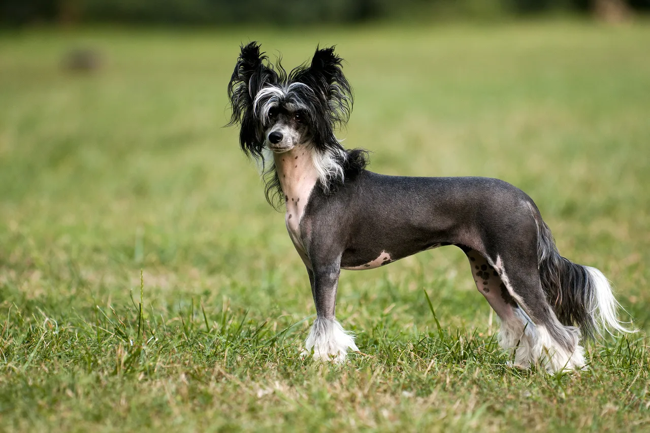 Photo de Chien chinois à crête