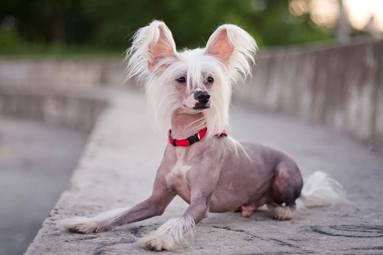 Photo de Chien chinois à crête
