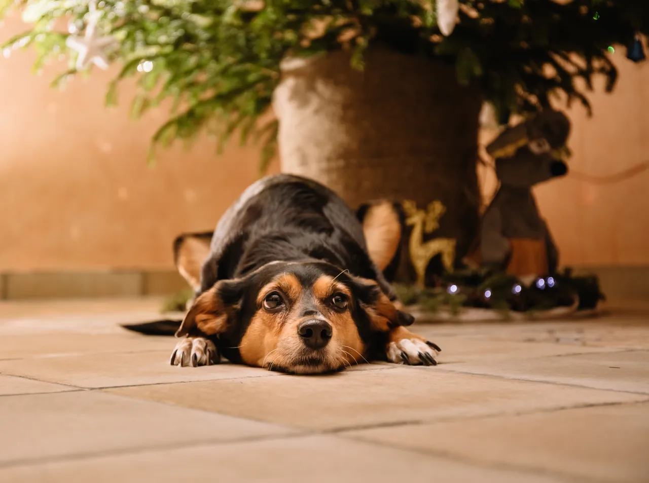 Photo de Chien courant de Transylvanie