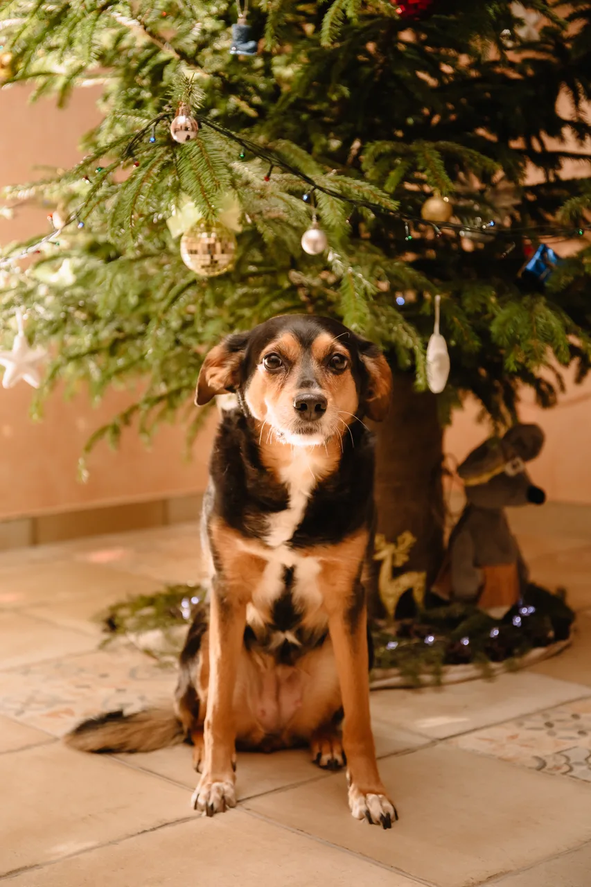 Photo de Chien courant de Transylvanie