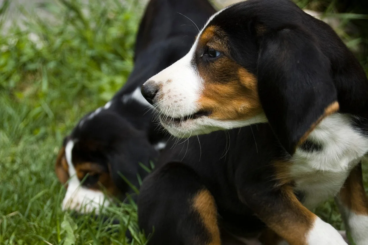 Photo de Chien courant finlandais