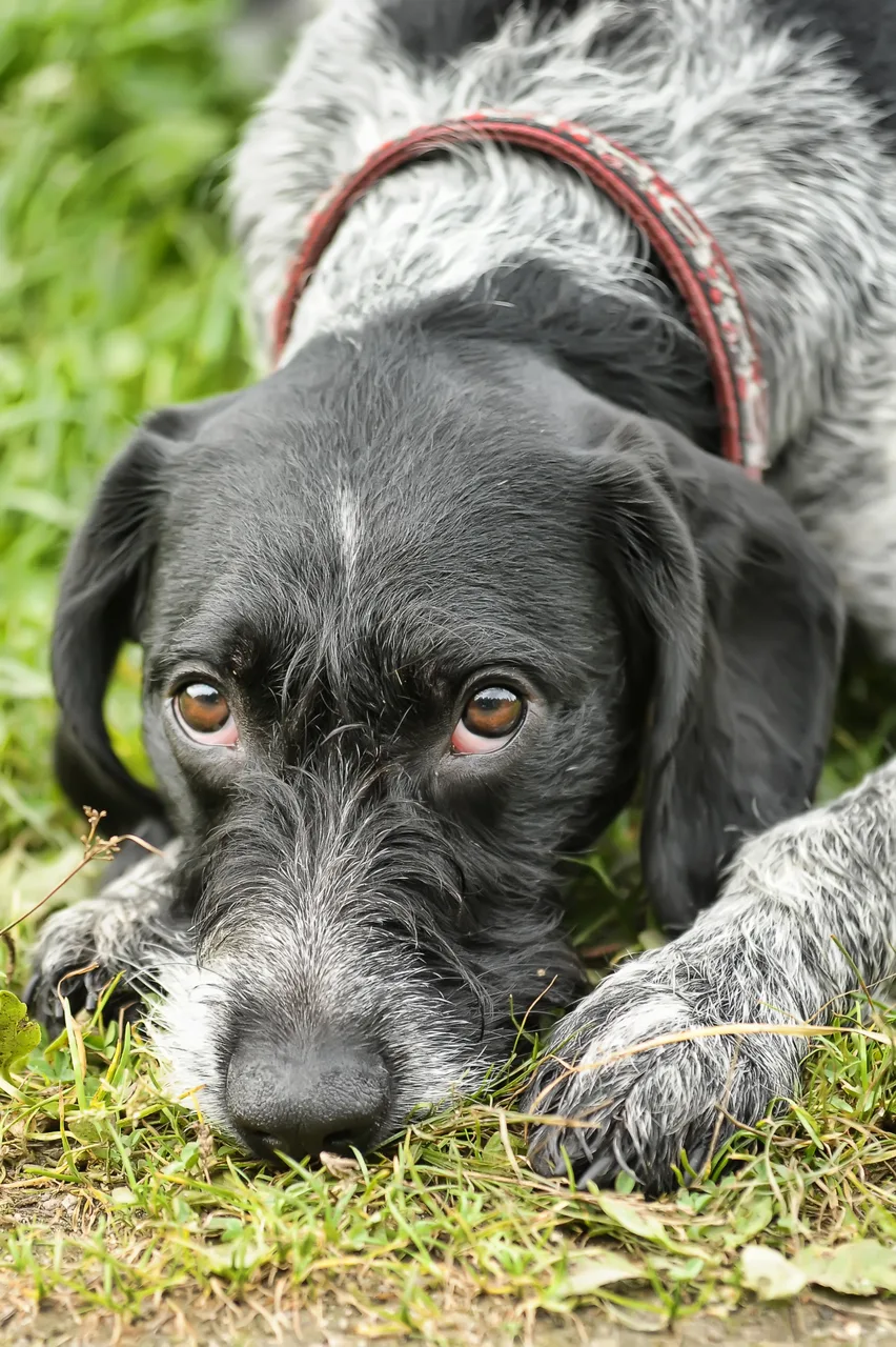 Photo de Chien d'arrêt allemand à poil dur