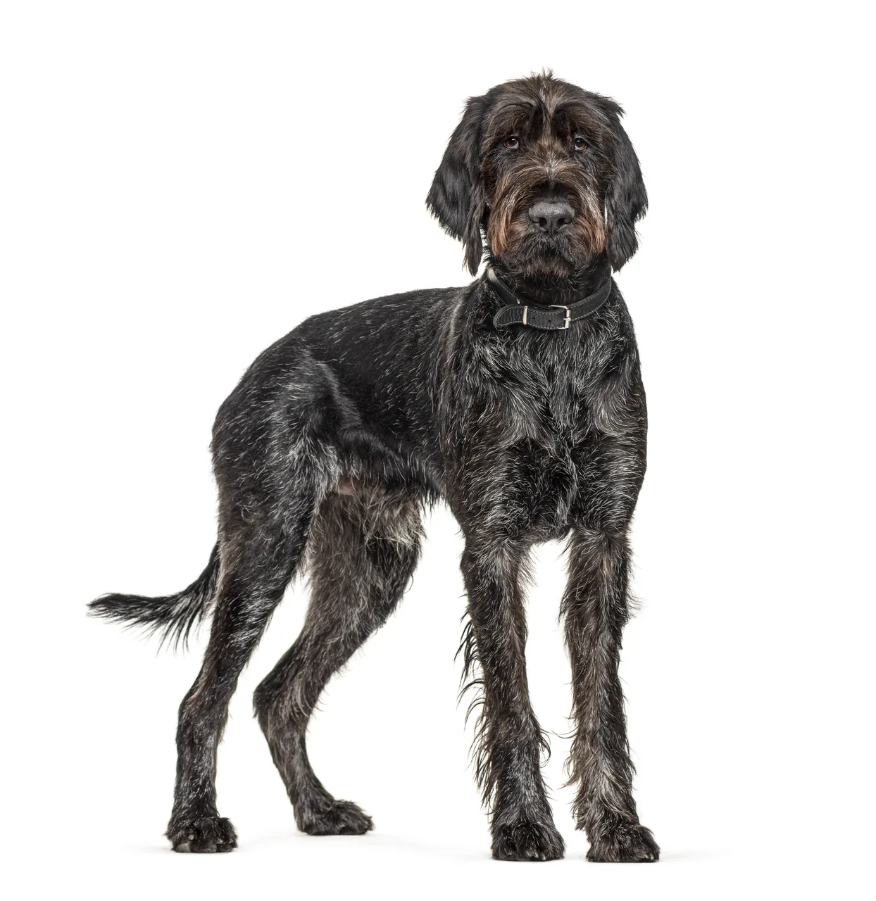 Photo de Chien d'arrêt allemand à poil dur