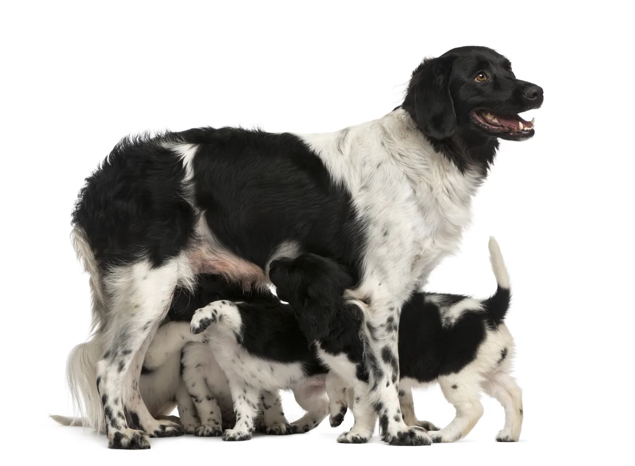 Photo de Chien d'arrêt frison