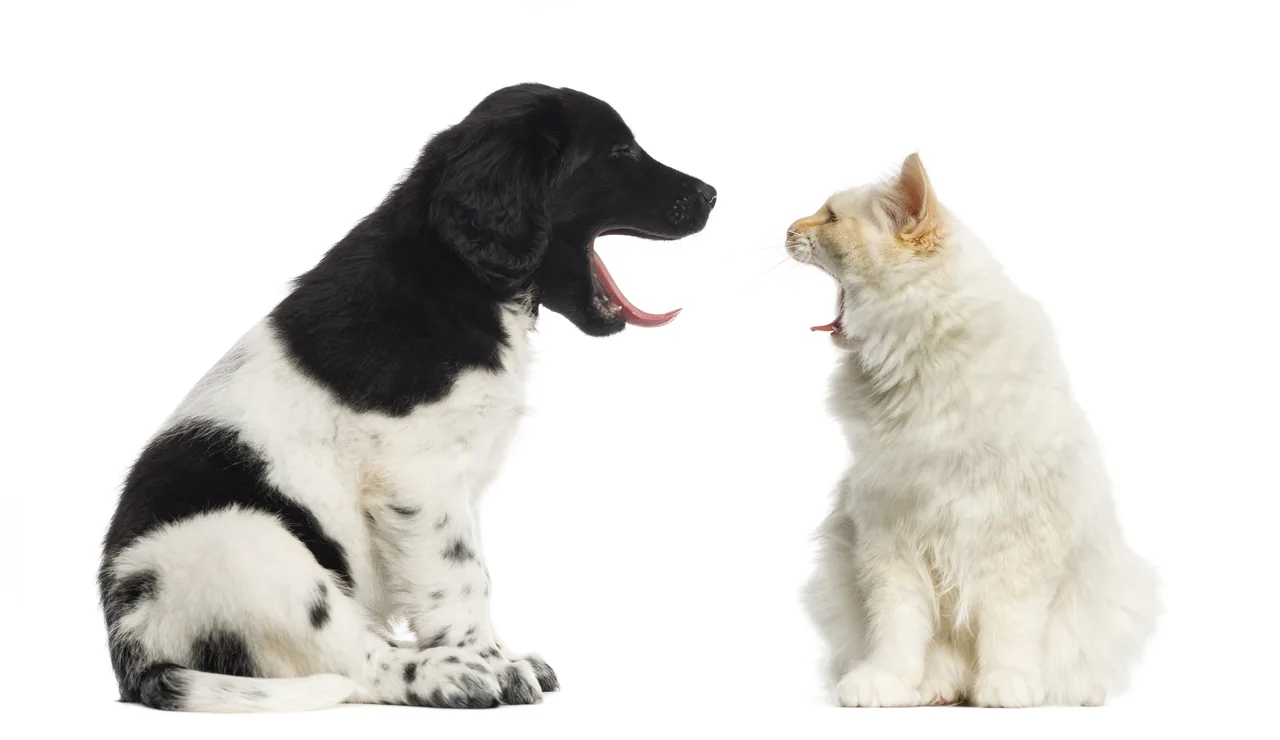 Photo de Chien d'arrêt frison