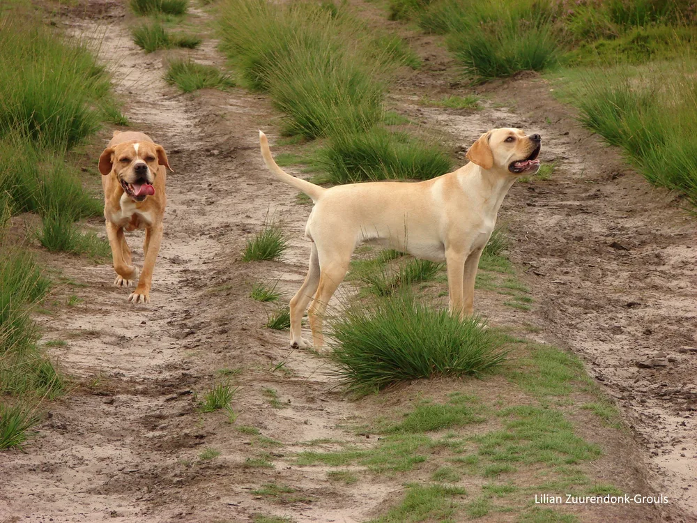 Photo de Chien d'arrêt portugais