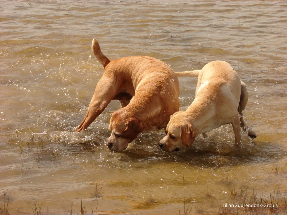 Photo de Chien d'arrêt portugais
