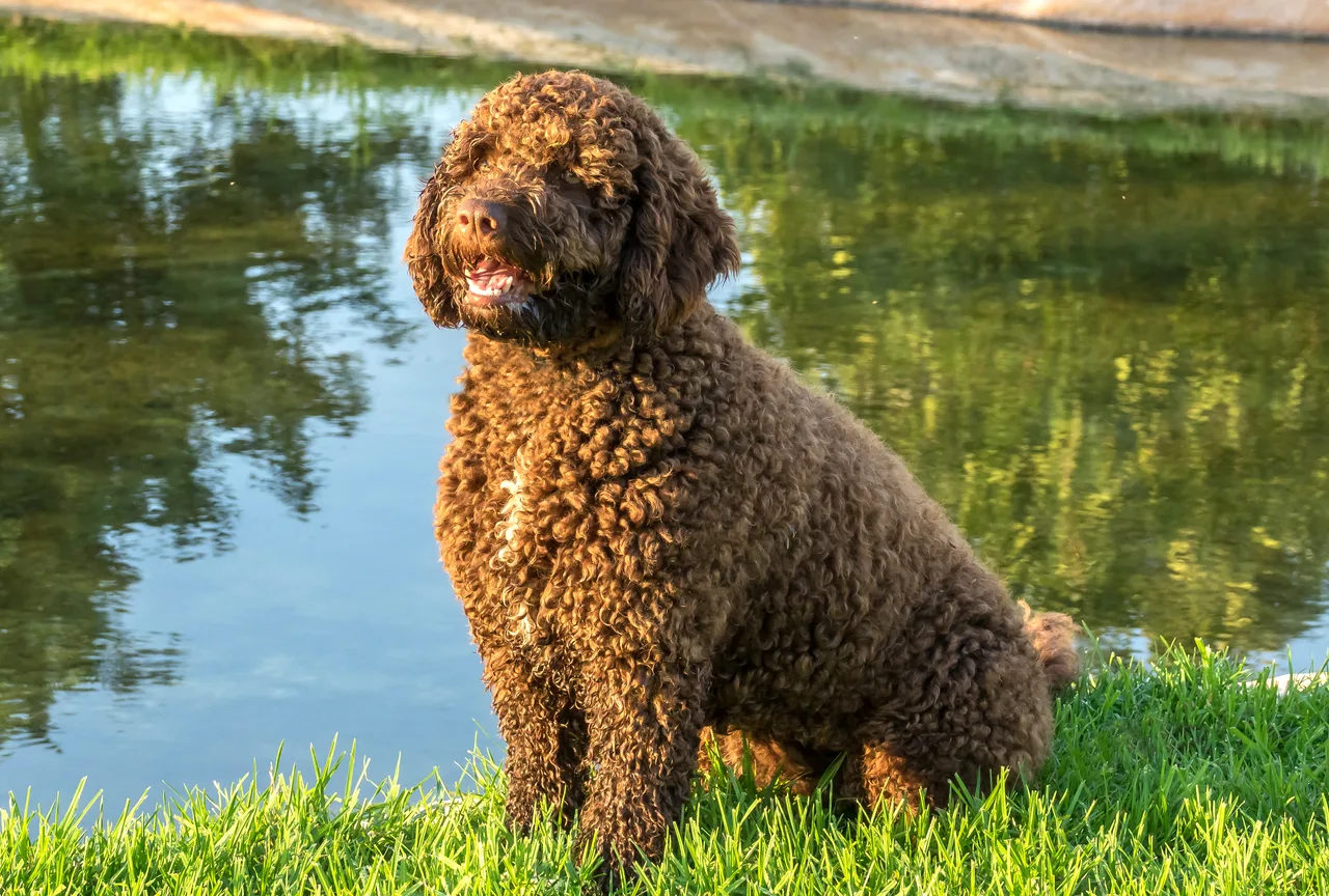Photo de Chien d'eau espagnol