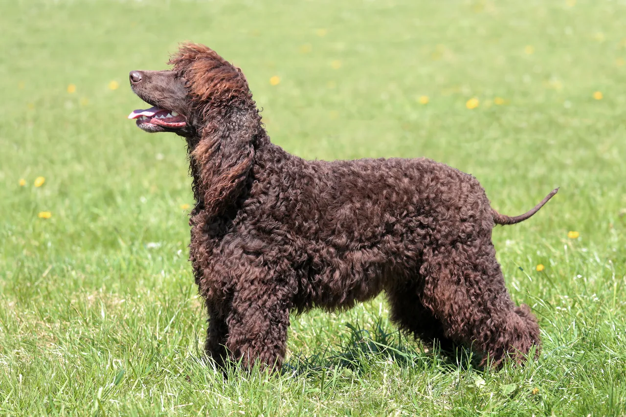 Photo de Chien d'eau irlandais