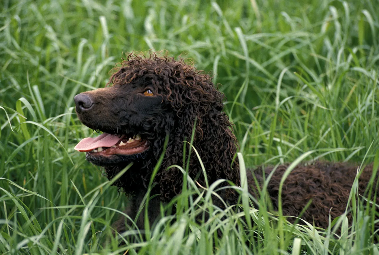 Photo de Chien d'eau irlandais