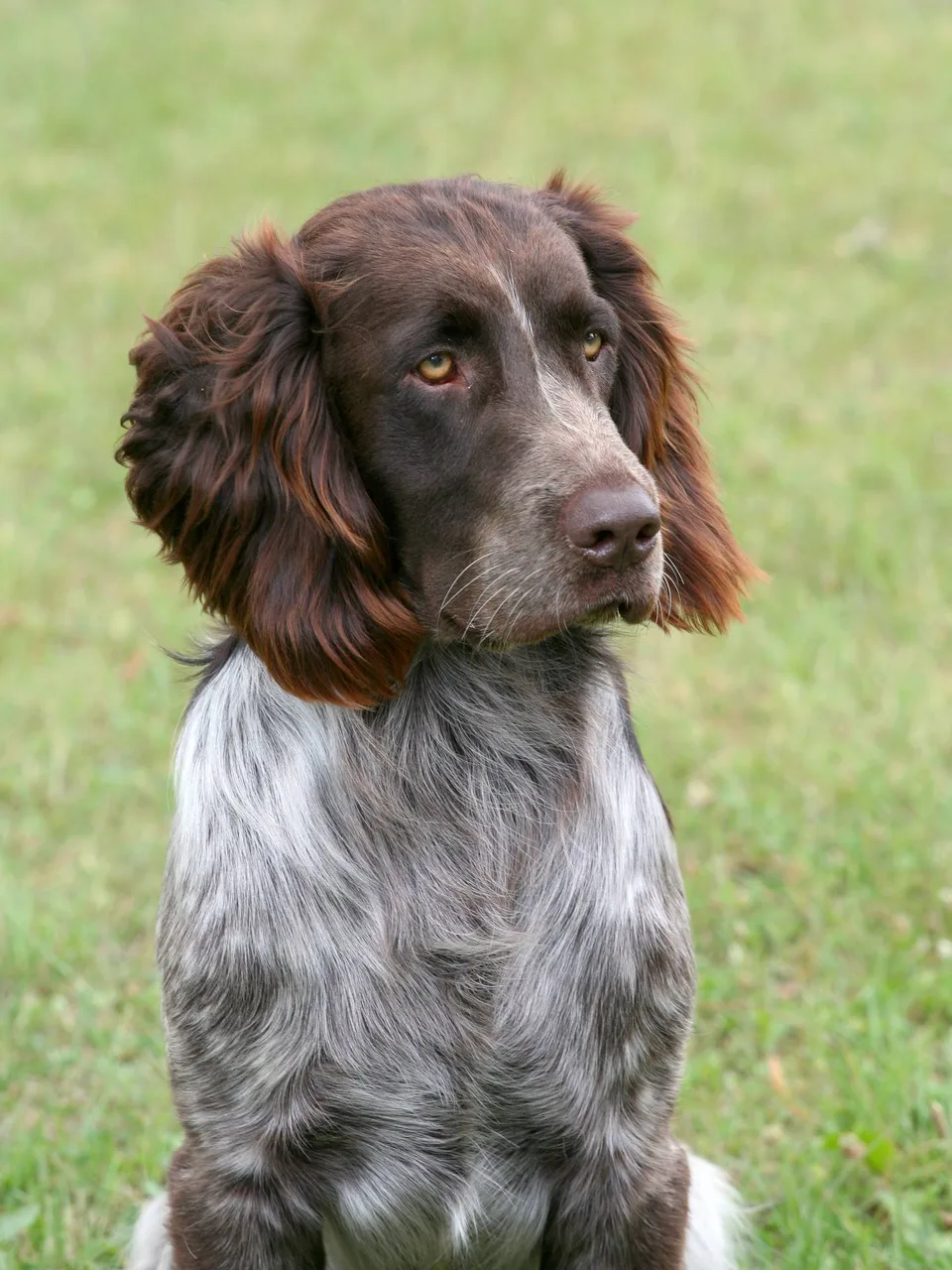 Photo de Chien d'oysel allemand