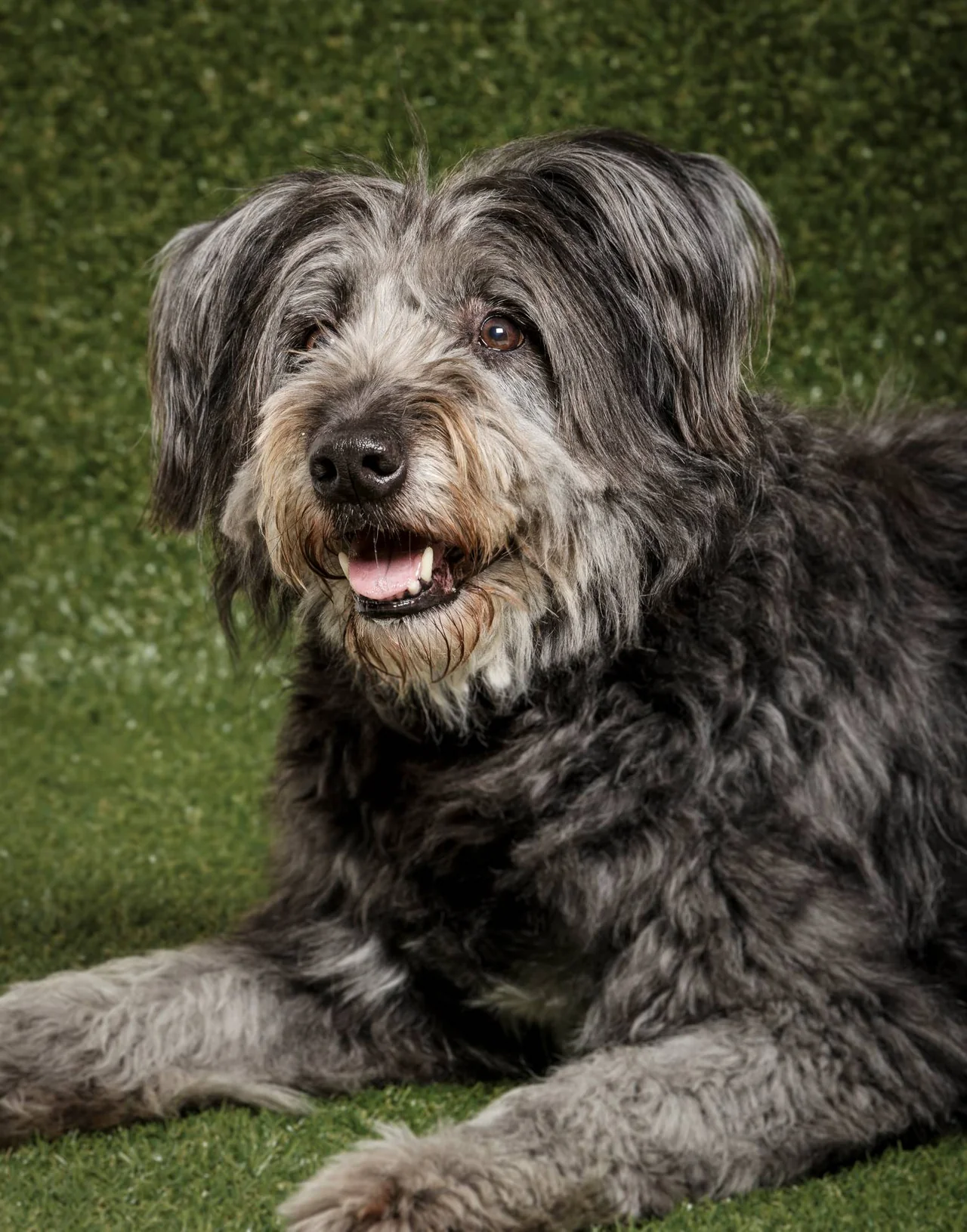 Photo de Chien de berger catalan