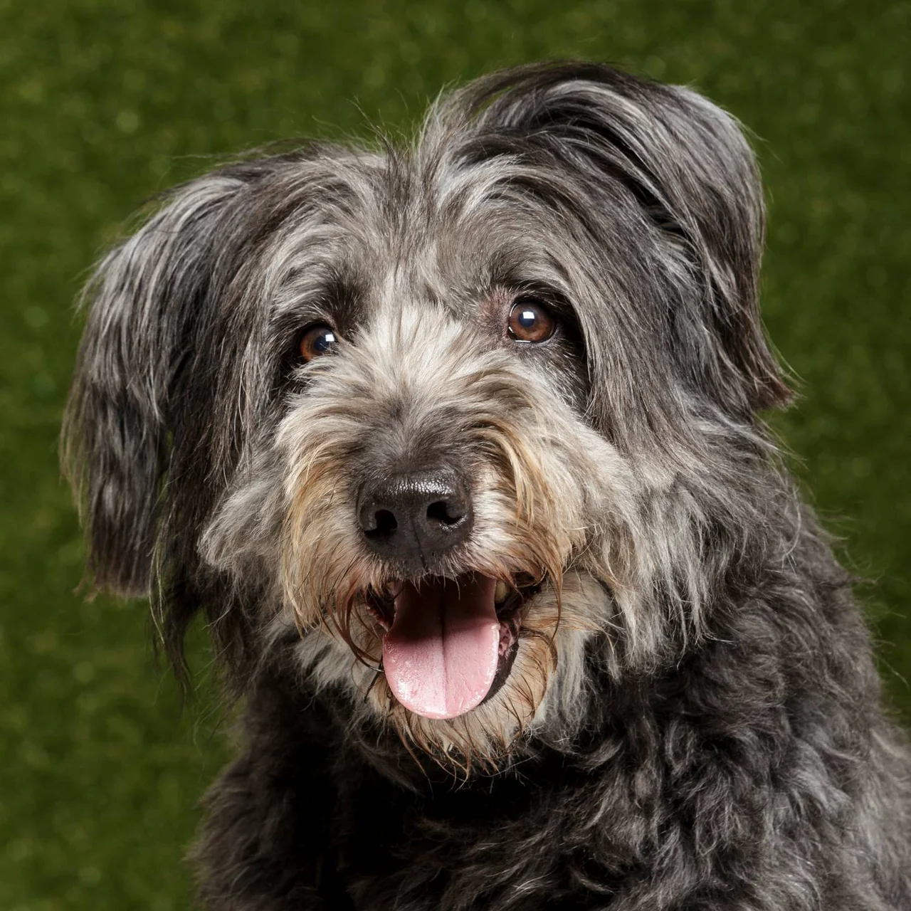 Photo de Chien de berger catalan