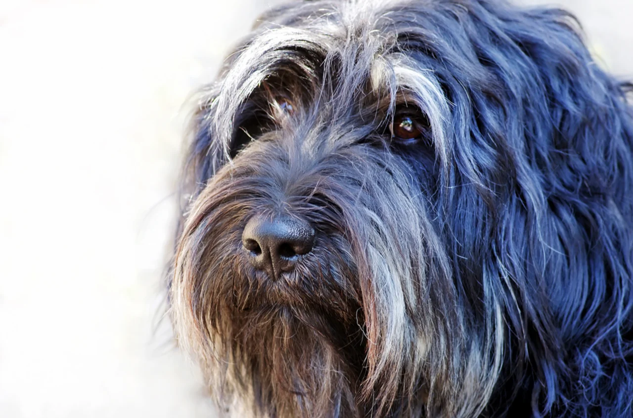 Photo de Chien de berger de la Serra de Aires