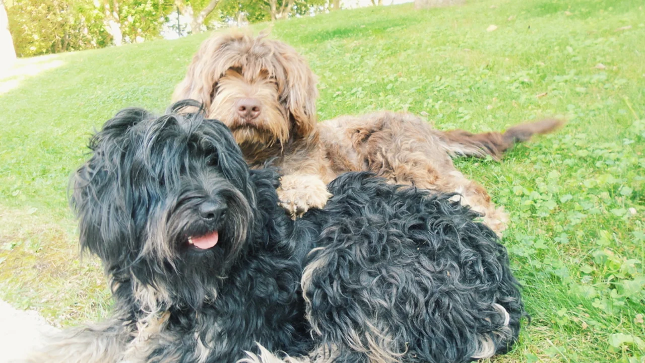 Photo de Chien de berger de la Serra de Aires