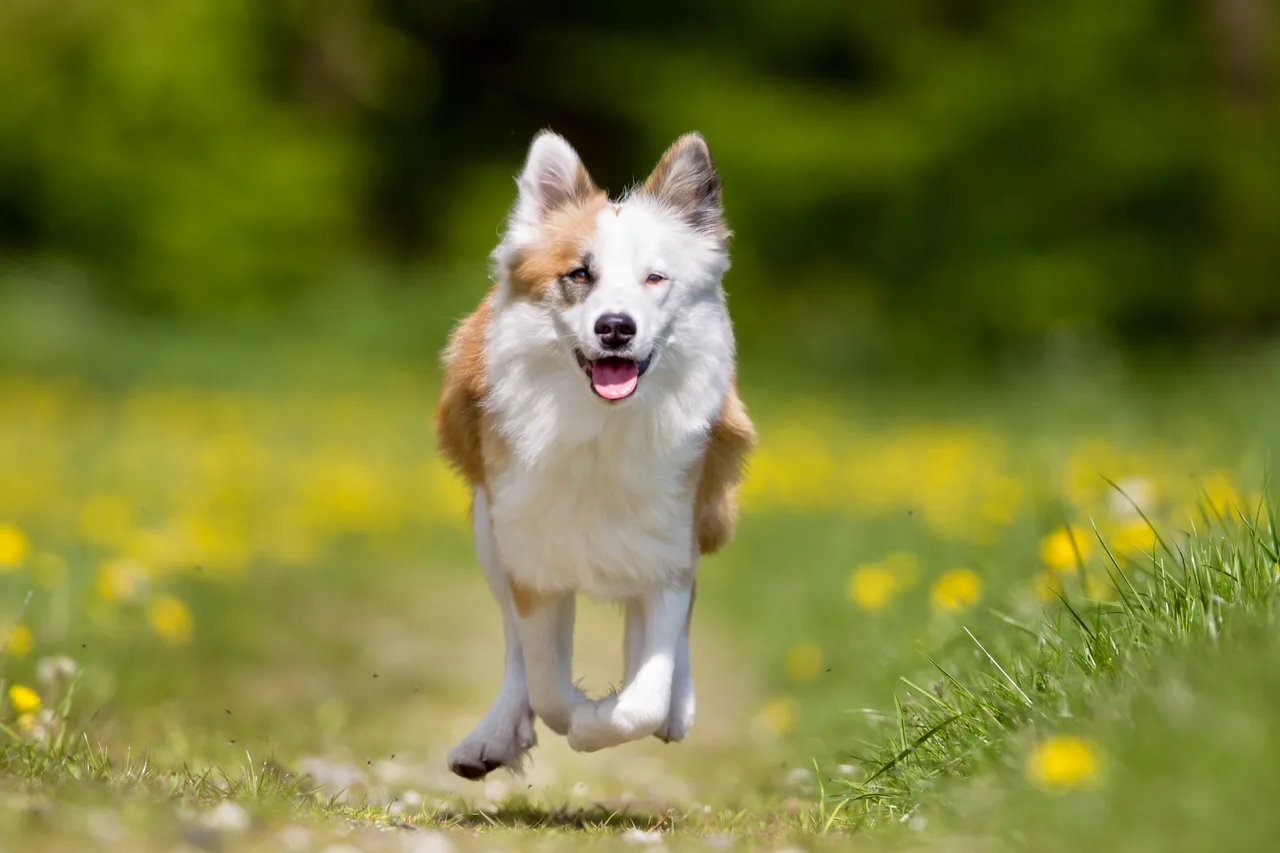 Photo de Chien de berger islandais