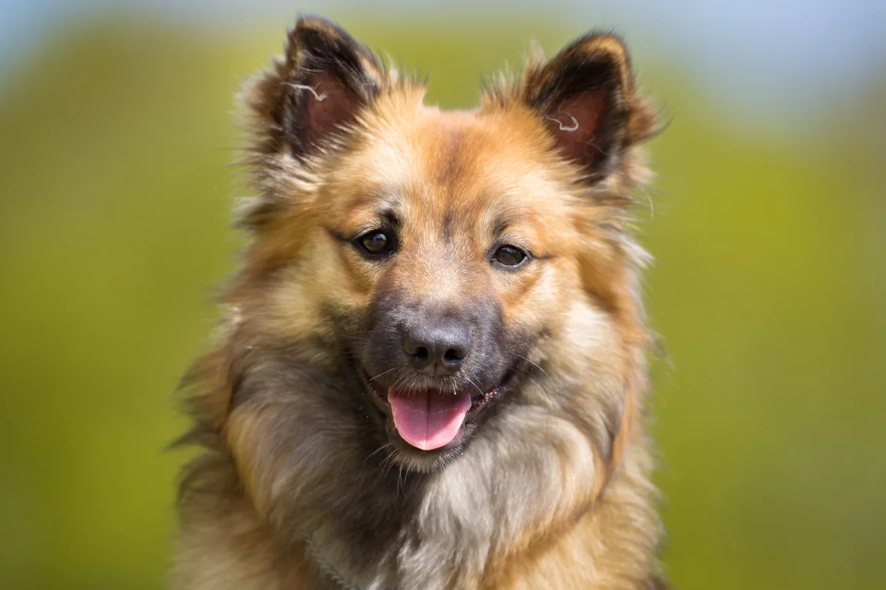 Photo de Chien de berger islandais