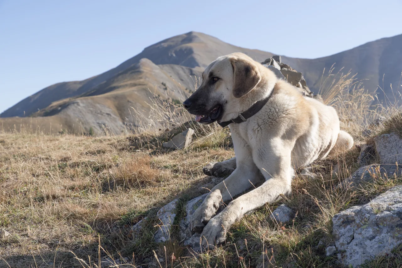 Photo de Chien de berger Kangal
