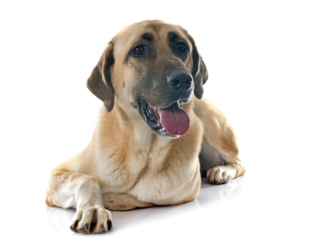 Photo de Chien de berger Kangal