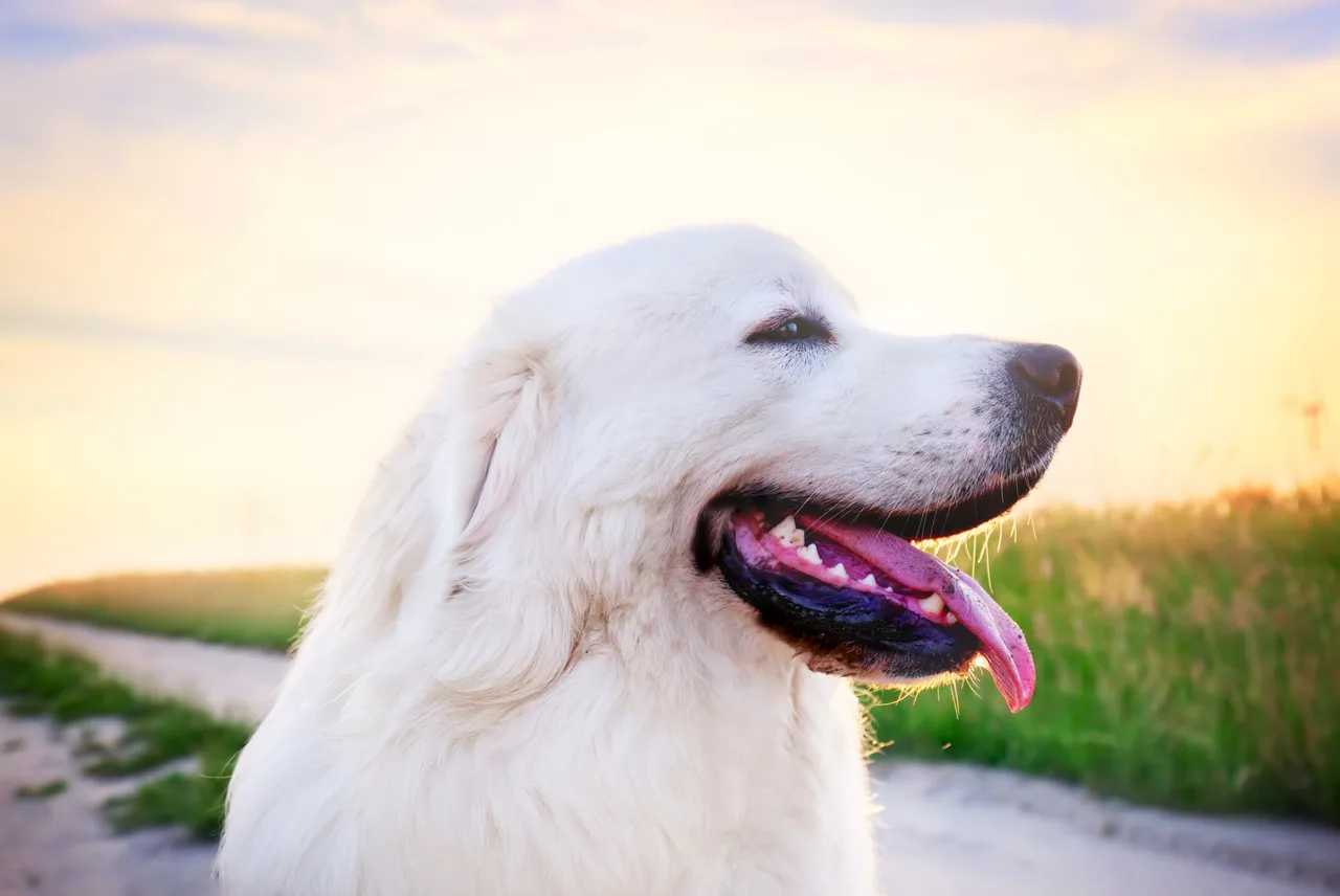 Photo de Chien de berger polonais des Tatras