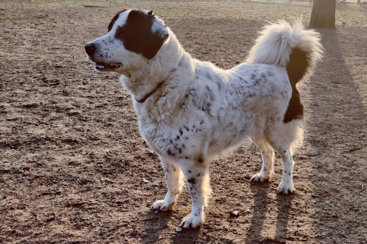 Photo de Chien de berger roumain de Bucovine