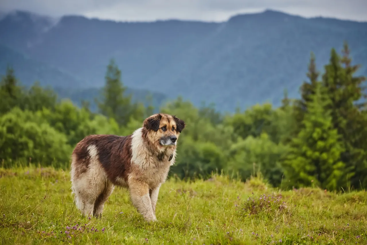 Photo de Chien de berger roumain de Mioritza