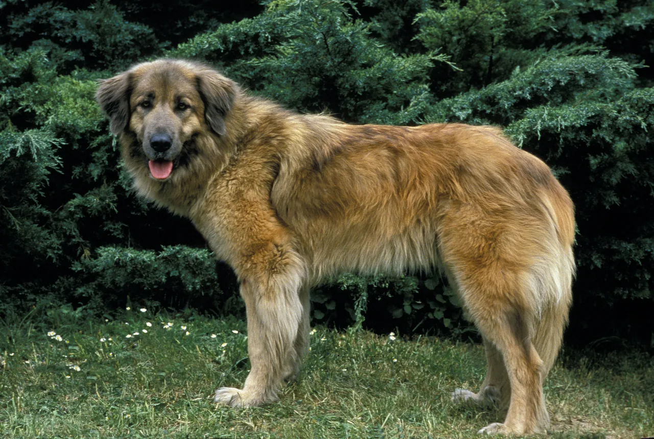 Photo de Chien de la Serra da Estrela
