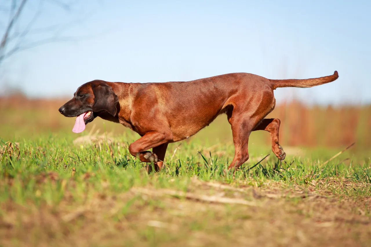 Photo de Chien de rouge de Bavière