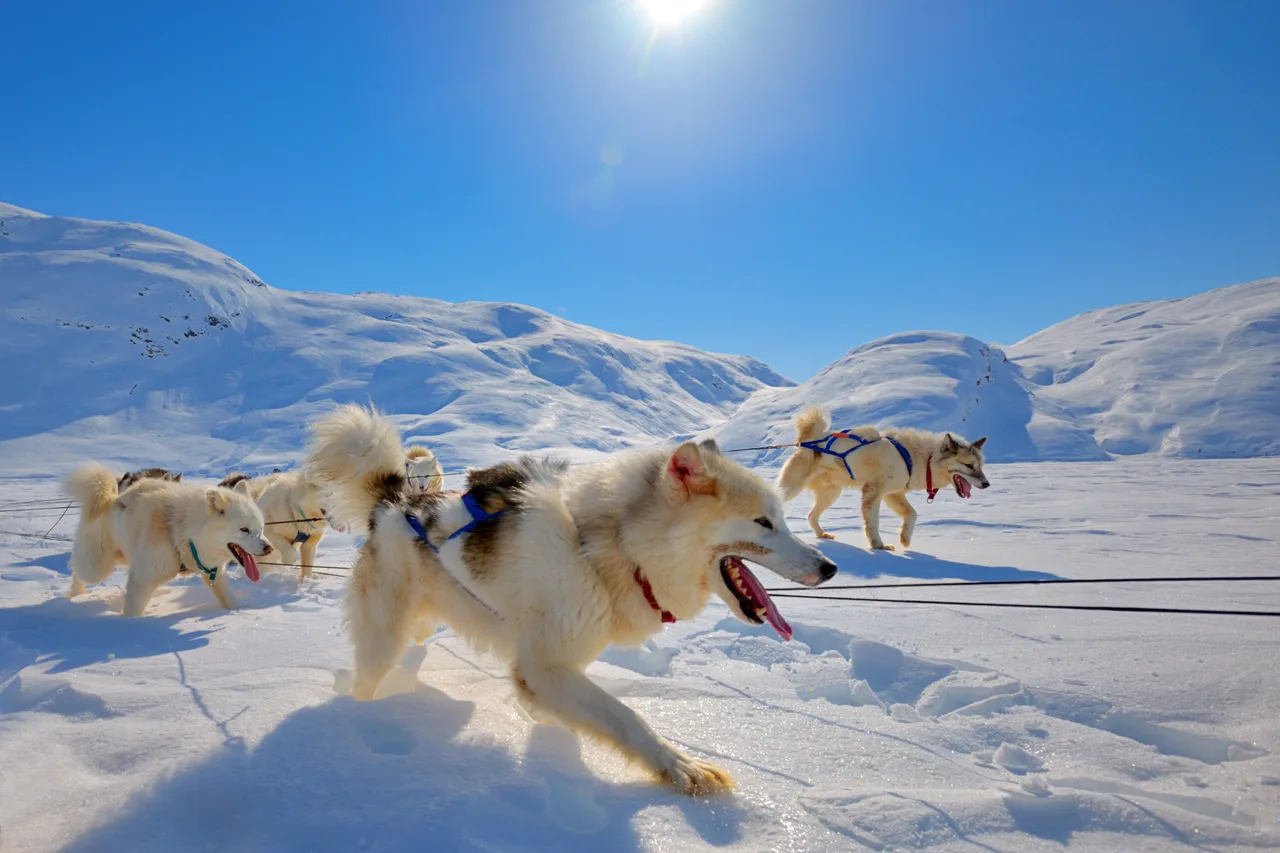 Photo de Chien du Groenland