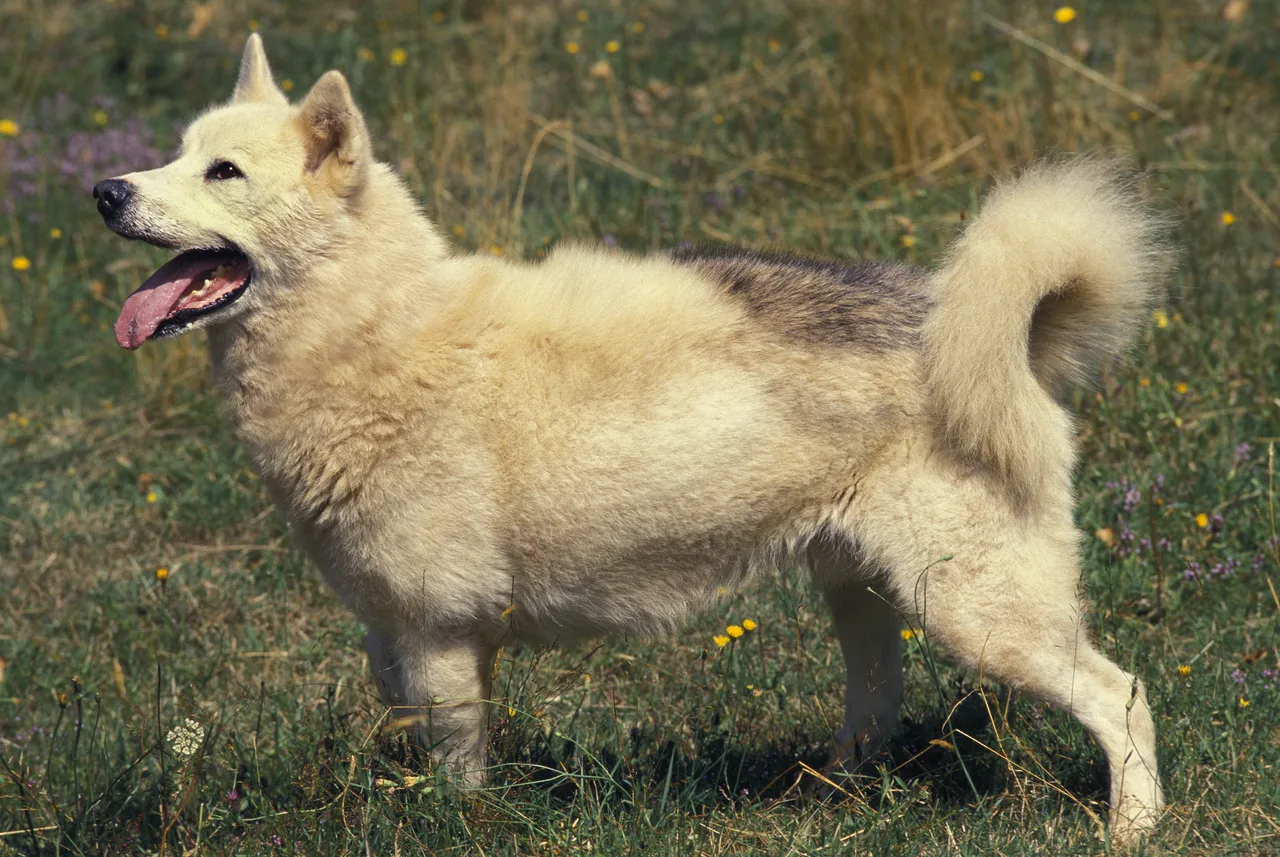 Photo de Chien du Groenland