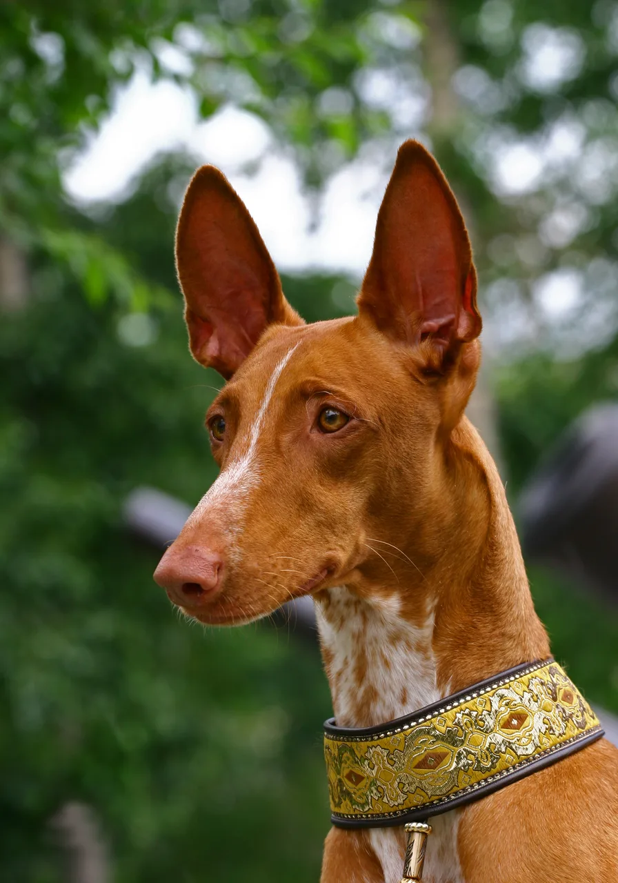 Photo de Chien du Pharaon