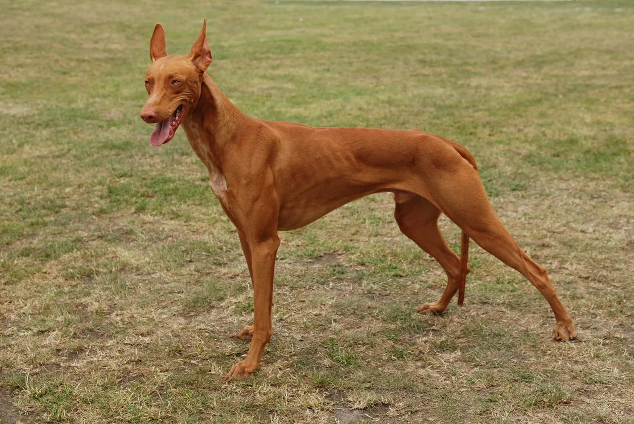 Photo de Chien du Pharaon