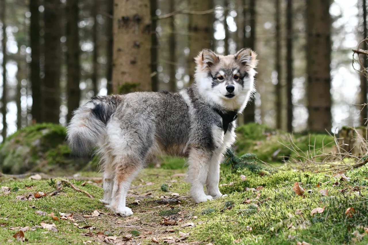 Photo de Chien finnois de Laponie