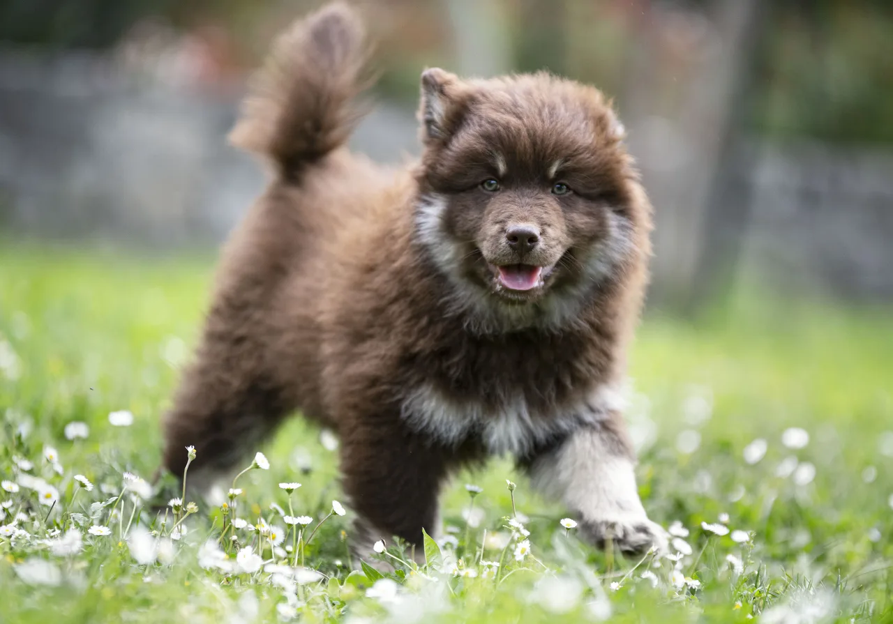 Photo de Chien finnois de Laponie