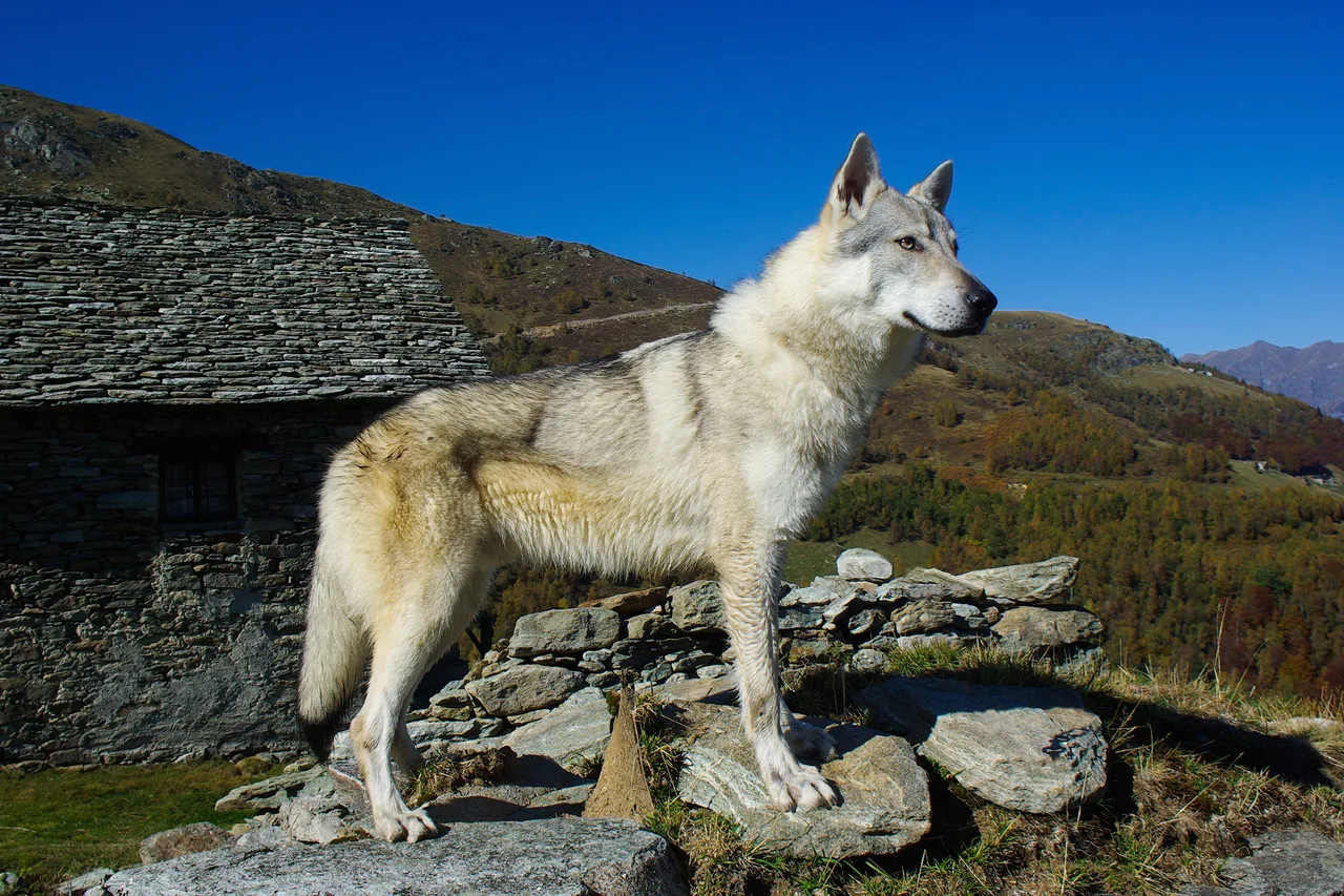 Photo de Chien-loup tchécoslovaque