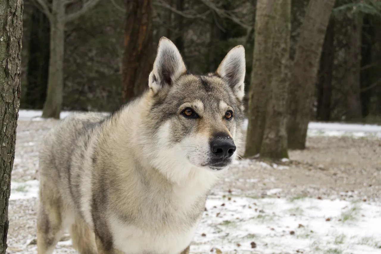 Photo de Chien-loup tchécoslovaque