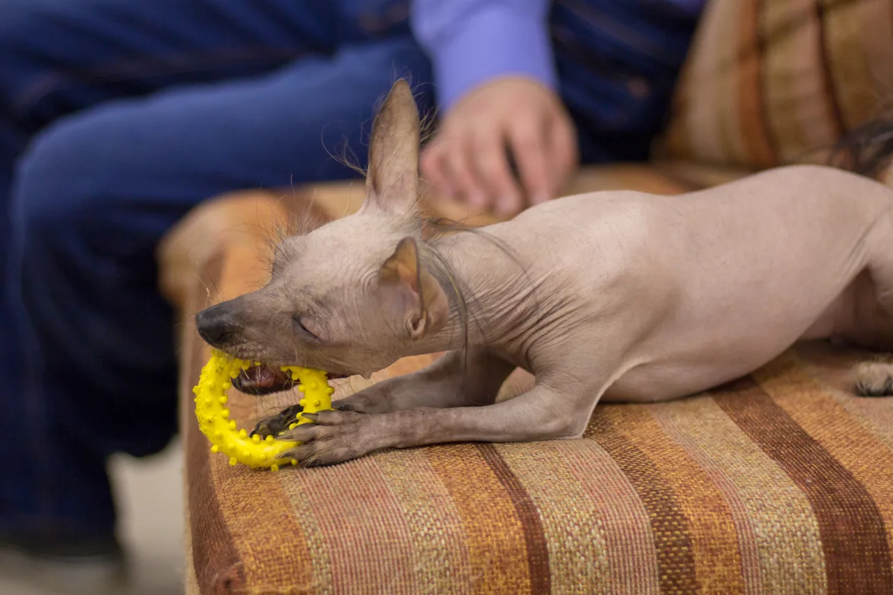 Photo de Chien nu du Pérou