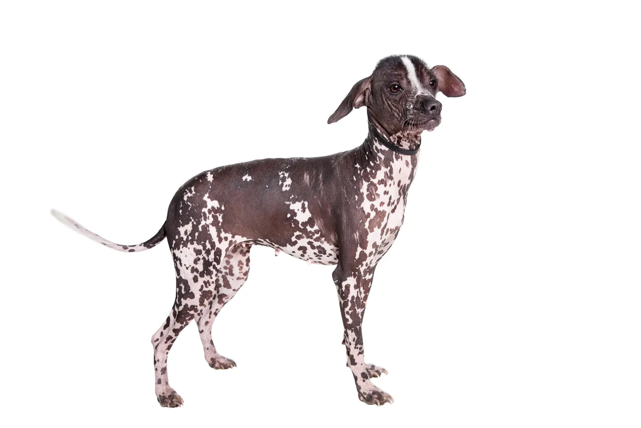 Photo de Chien nu du Pérou
