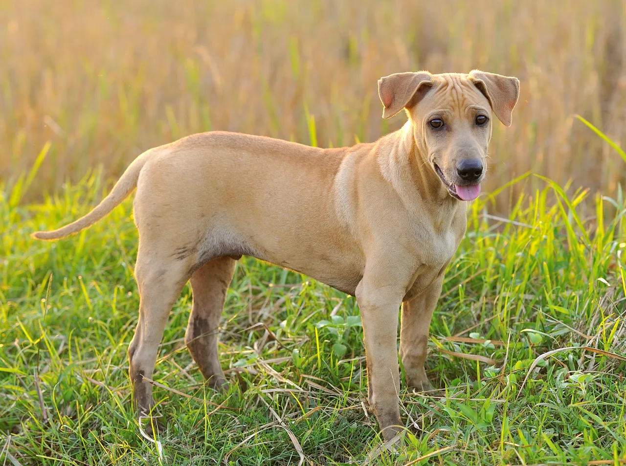 Photo de Chien thaïlandais à crête dorsale