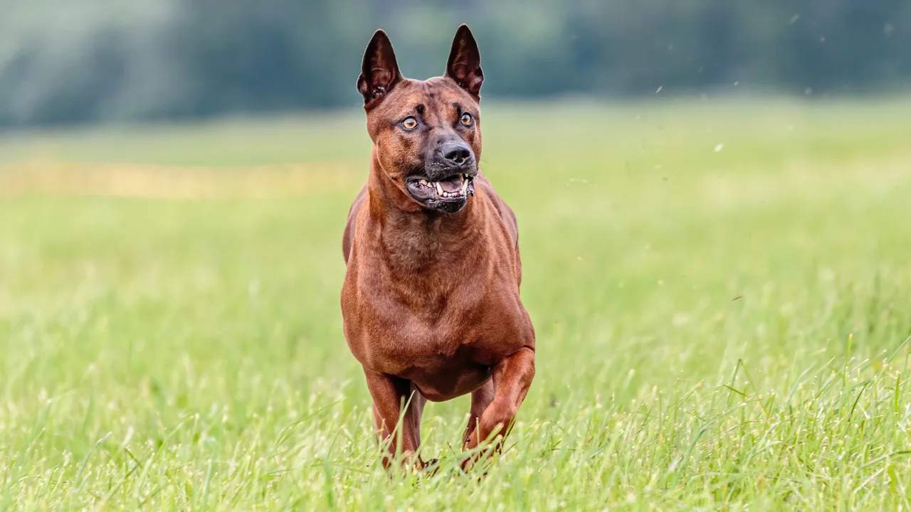 Photo de Chien thaïlandais à crête dorsale