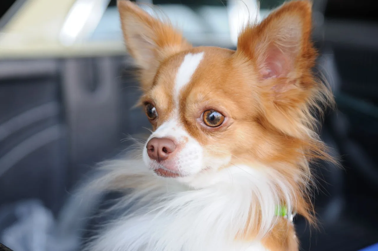 Photo de Chihuahua