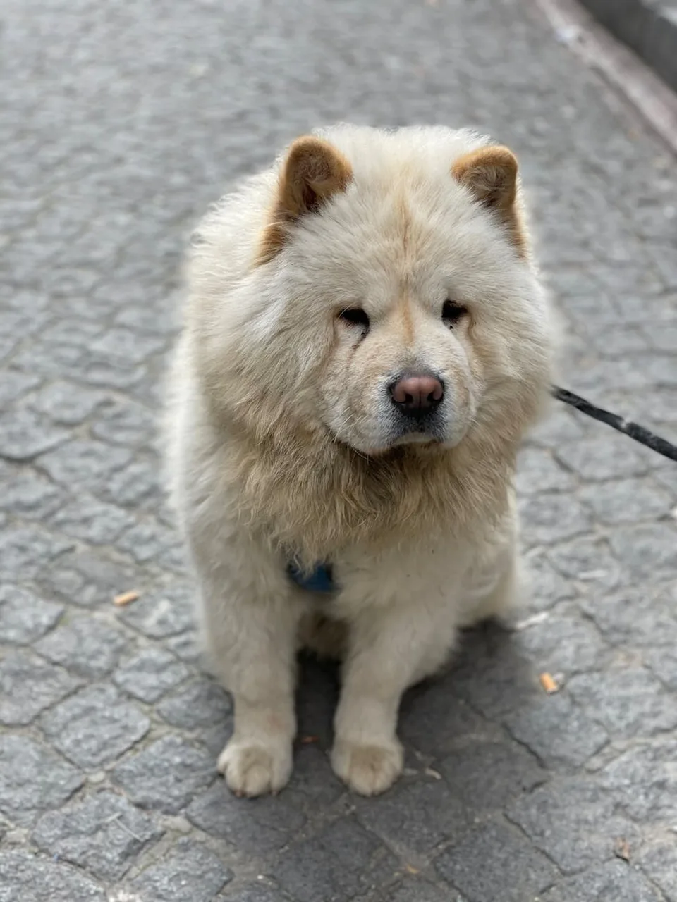 Photo de Chow-chow