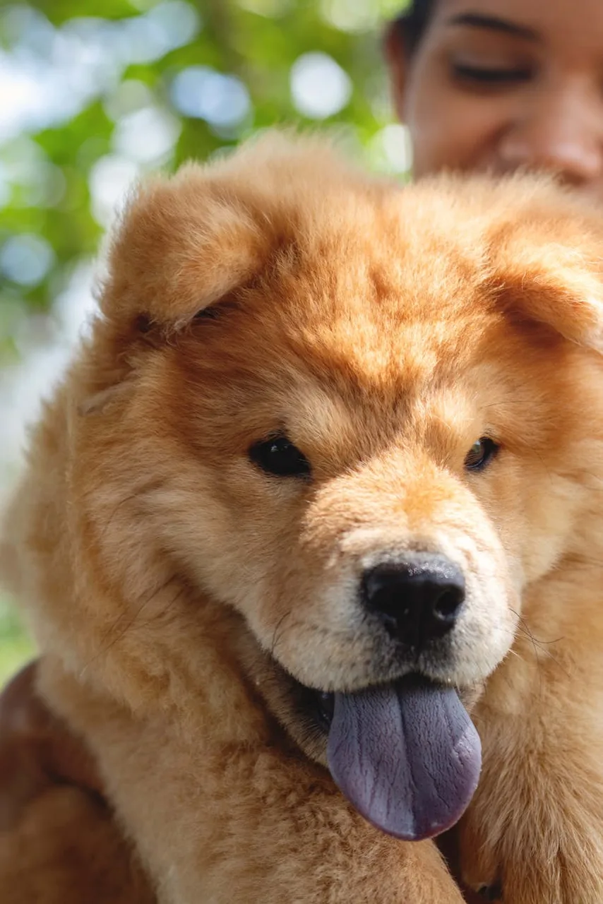 Photo de Chow-chow