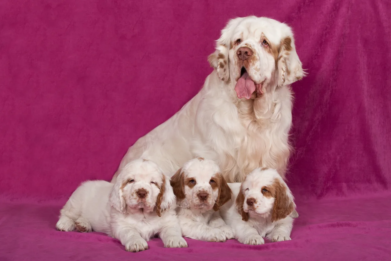 Photo de Clumber Spaniel