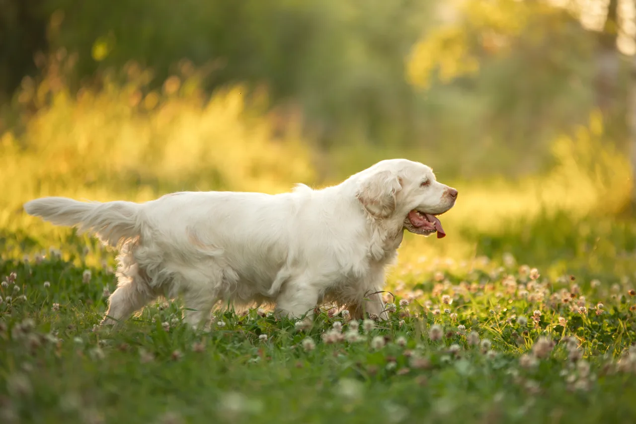 Photo de Clumber Spaniel